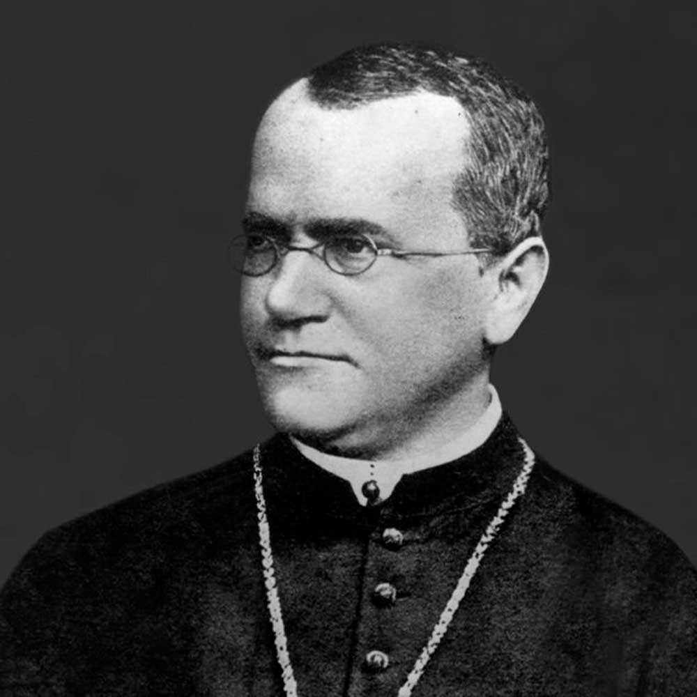 gregor mendel cuadrado